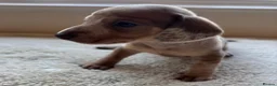 Dachshund dogs for sale: Standard Dachshund Puppies in Eye - Advert 7