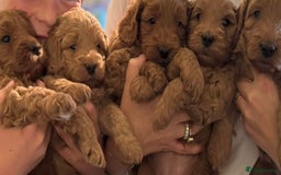 Australian Labradoodle dogs for sale: Australian Labradoodle Puppy - Image 2