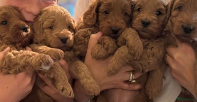 Australian Labradoodle dogs - Advert 3