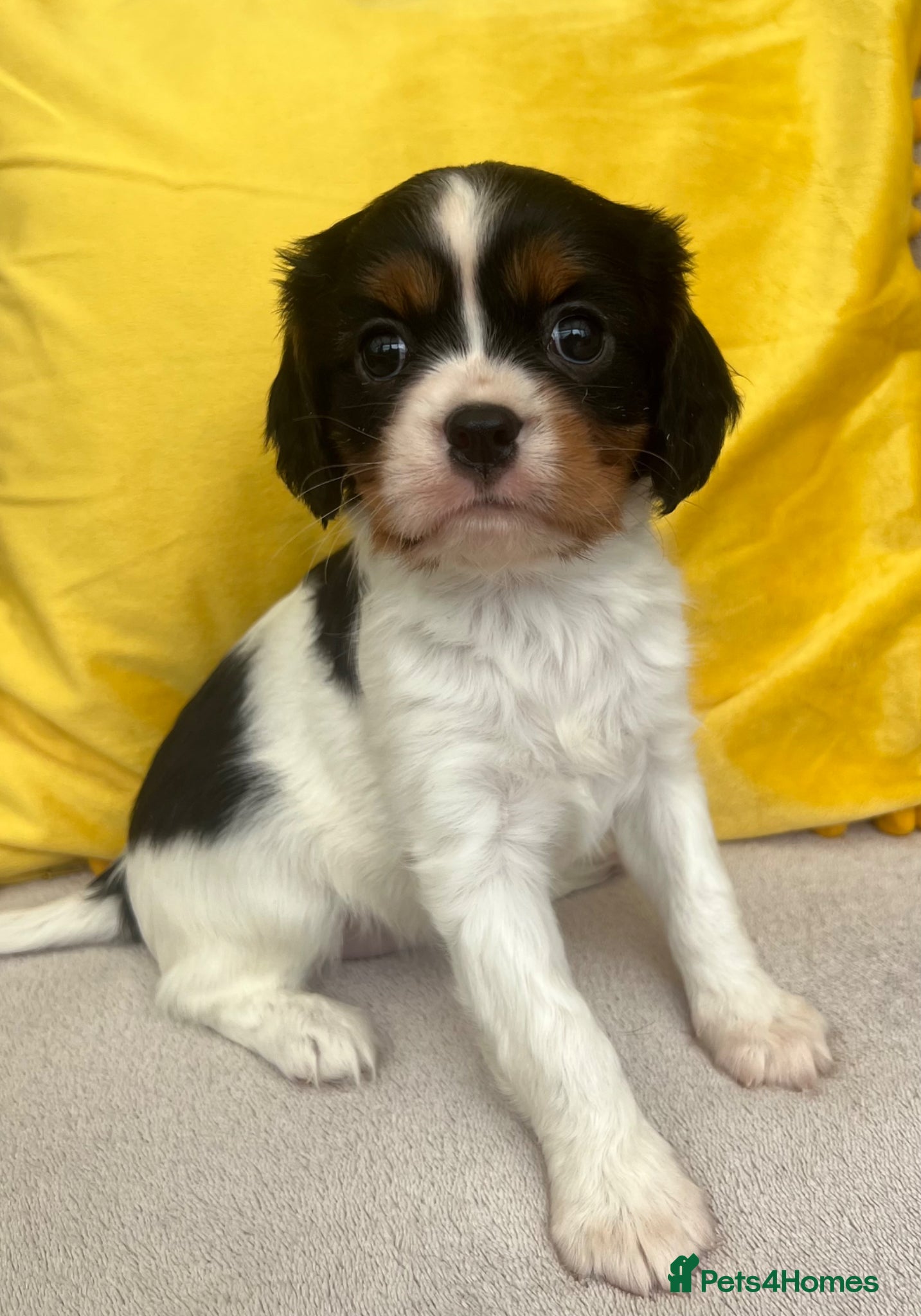 Cavalier King Charles Spaniel dogs Stunning Cavalier King Charles puppies  - Advert 1