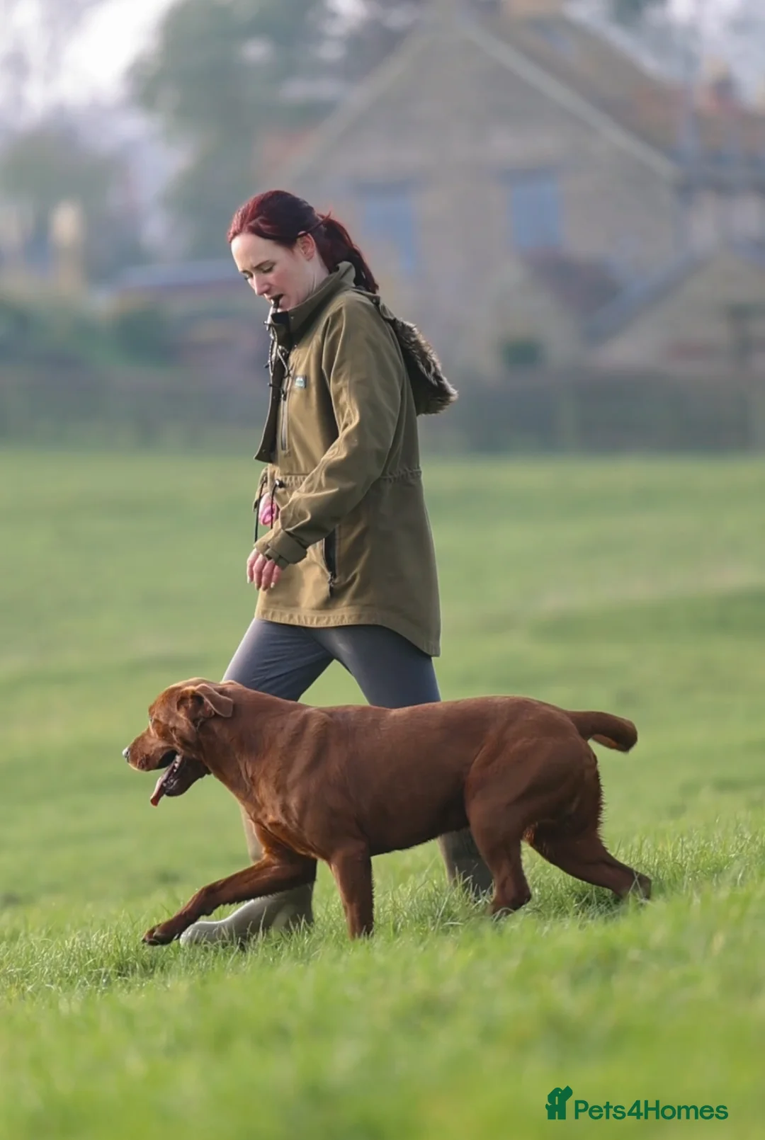 Labrador Retriever dogs for stud: AGLABS ICON - HEALTH TESTED DARKEST FOX RED in Grantham - Advert 35