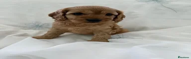 Cavapoo 4