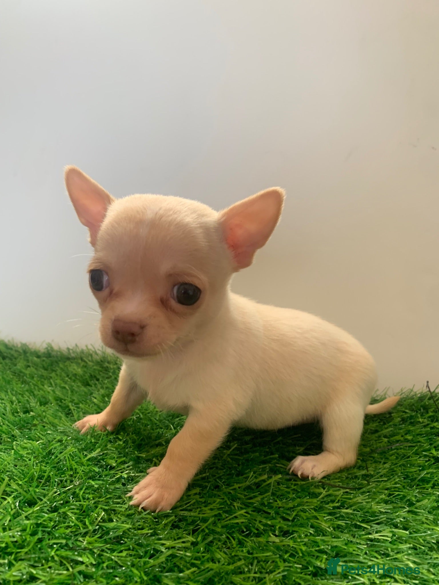 Chihuahua dogs Tiny chihuahua puppies ready now  - Advert 1