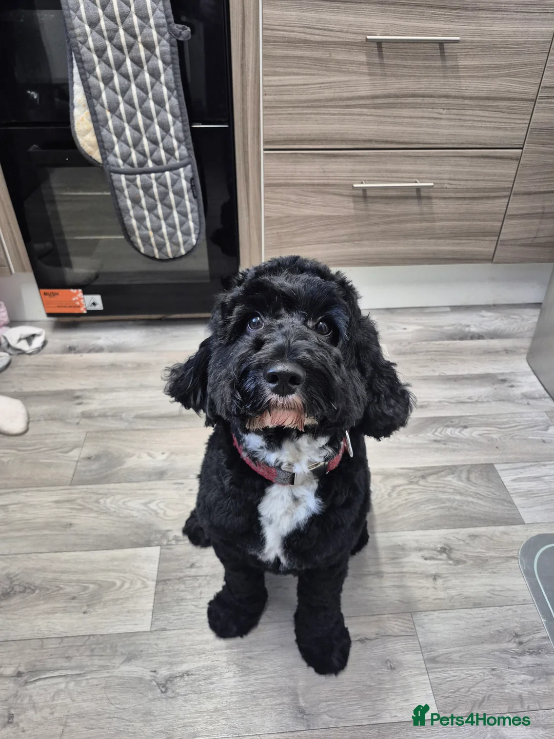 Cockapoo dogs for stud: Cockapoo for stud in Menstrie - Advert 2