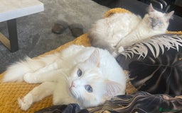 Ragdoll cats for sale: VERY RARE CREAM FLARE BICOLOUR RAGDOLL KITTEN - Image 18