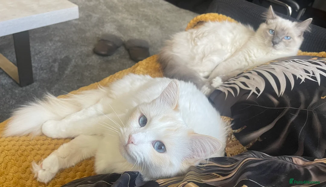 Ragdoll cats for sale: VERY RARE CREAM FLARE BICOLOUR RAGDOLL KITTEN - Advert 18