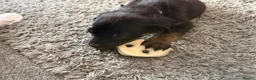 Rottweiler dogs for sale: Rottweiler puppy in Bolton - Advert 2