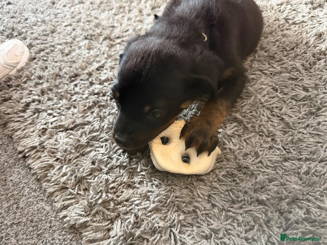 Rottweiler dogs for sale: Rottweiler puppy in Bolton - Advert 2