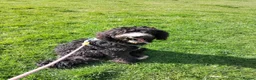 Sheepadoodle dogs for sale: Sheepadoodle (Female) in Pontefract - Advert 1