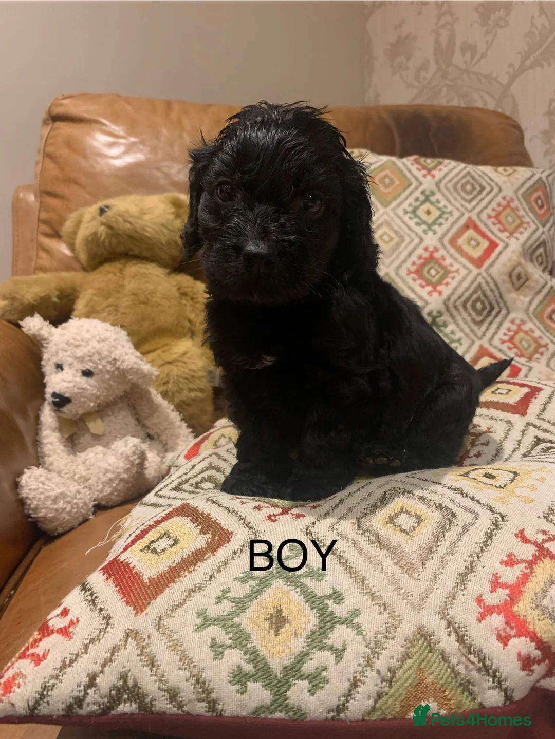 Cockapoo dogs for sale: Beautiful Cockapoo F1 Puppies  - Advert 20