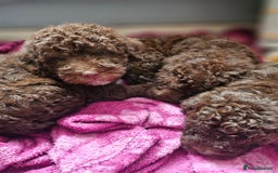 Mixed Breed dogs for sale: Miniature labradoodle cockapoo bedlington pup - Image 4