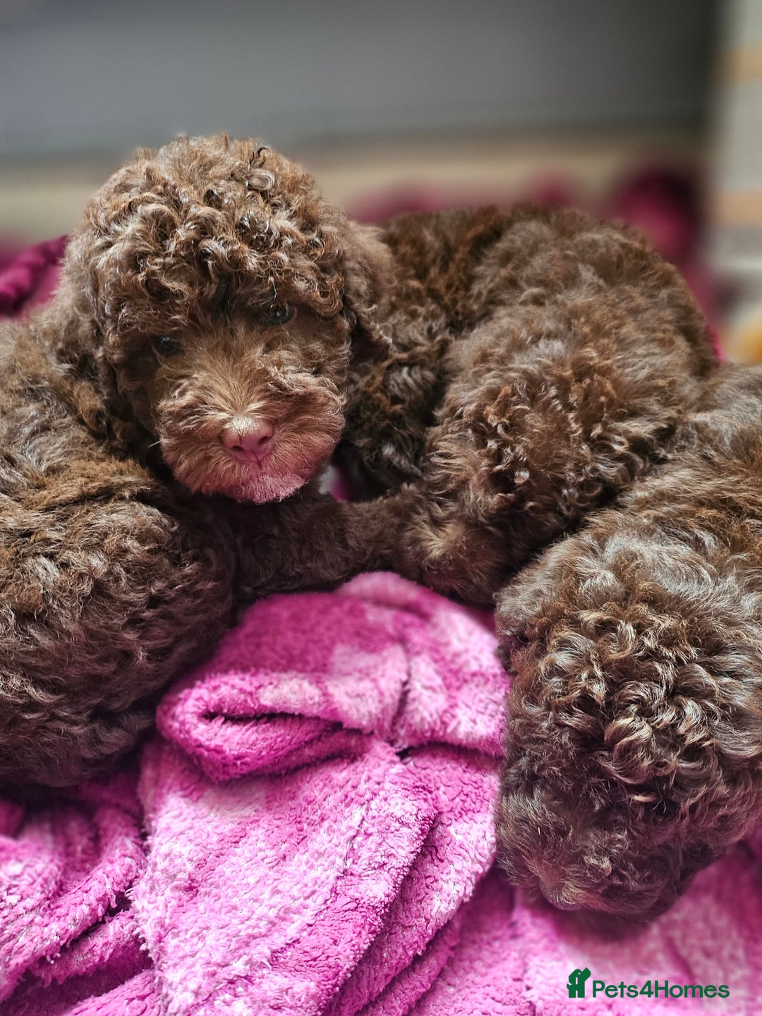 Mixed Breed dogs for sale: Miniature labradoodle cockapoo bedlington pup - Image 4