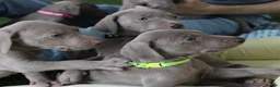 Weimaraner dogs for sale: Stunning puppies, one chuncky silver boy available - Advert 7