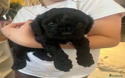 Cavapoo dogs for sale: 🐾 Beautiful Black Cavapoo Puppies – Family Raised - Image 2