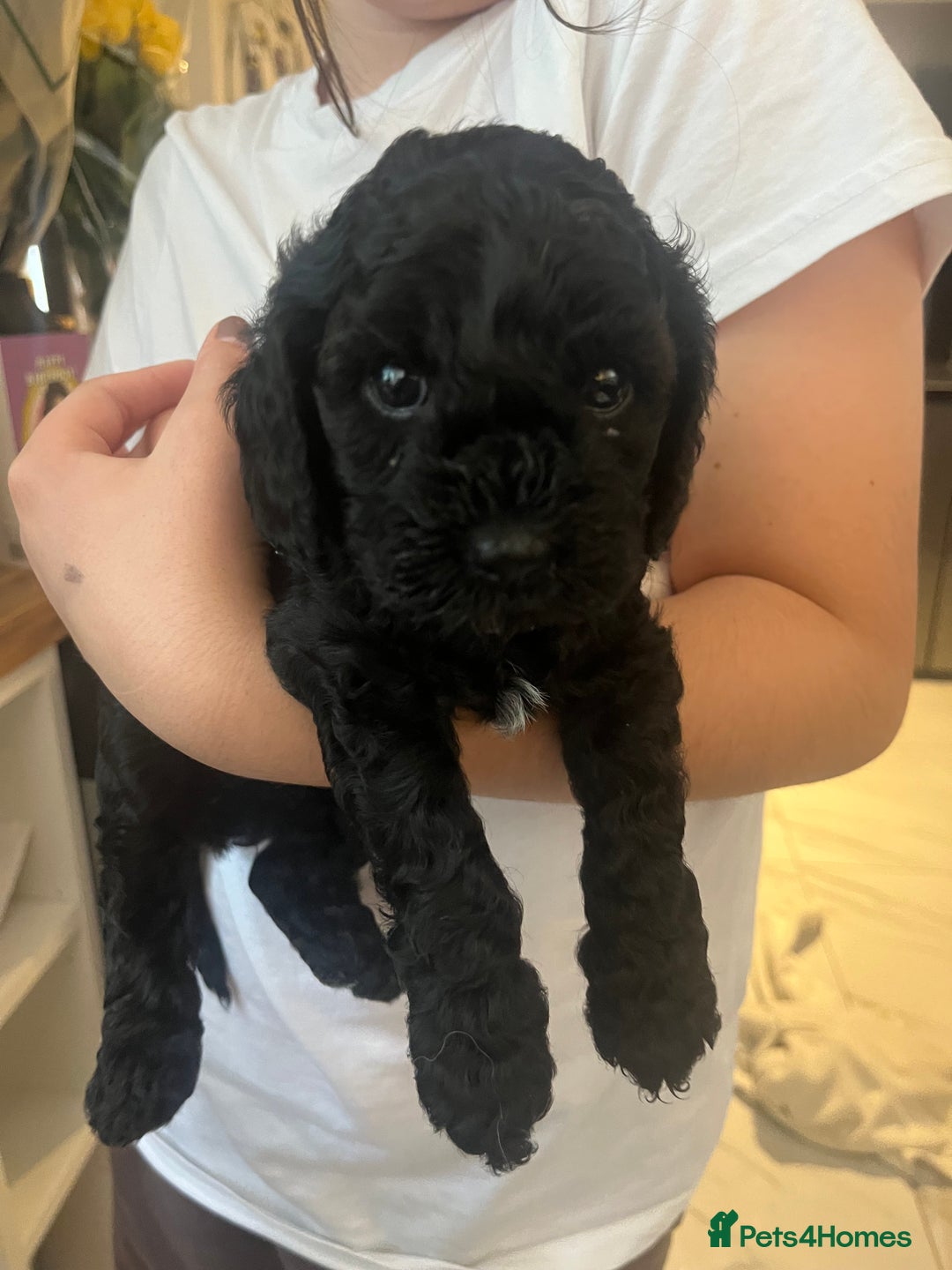 Cavapoo dogs for sale: 🐾 Beautiful Black Cavapoo Puppies – Family Raised - Image 2
