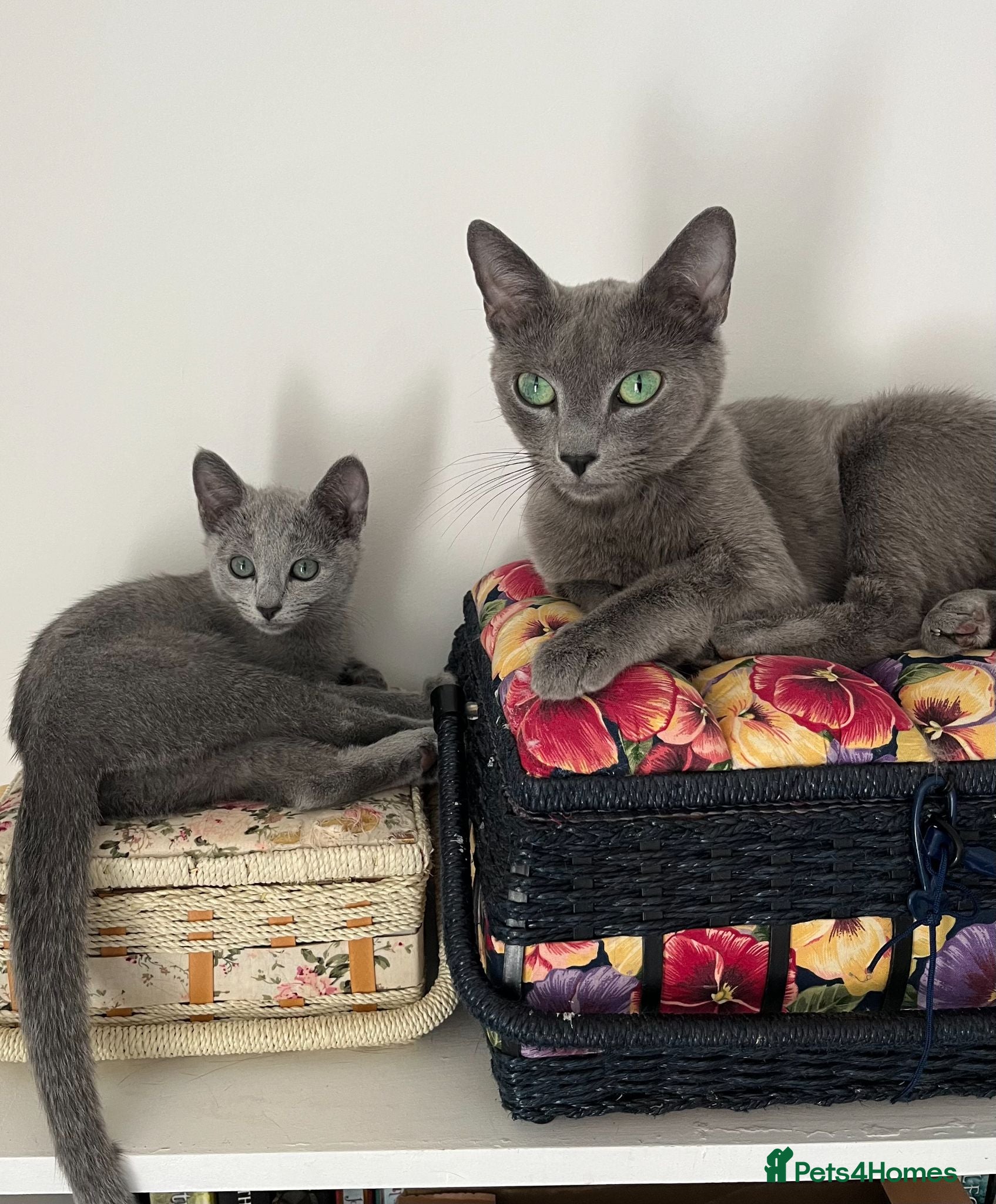 Russian Blue cats TICA registered Russian Blue kittens - Advert 11