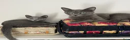 Russian Blue cats for sale: TICA registered Russian Blue kittens - Advert 1