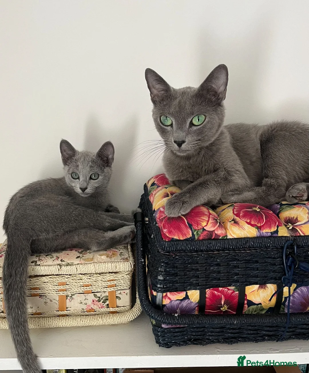 Russian Blue cats for sale: TICA registered Russian Blue kittens - Advert 1