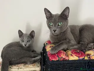 Russian Blue cats TICA registered Russian Blue kittens - Advert 1