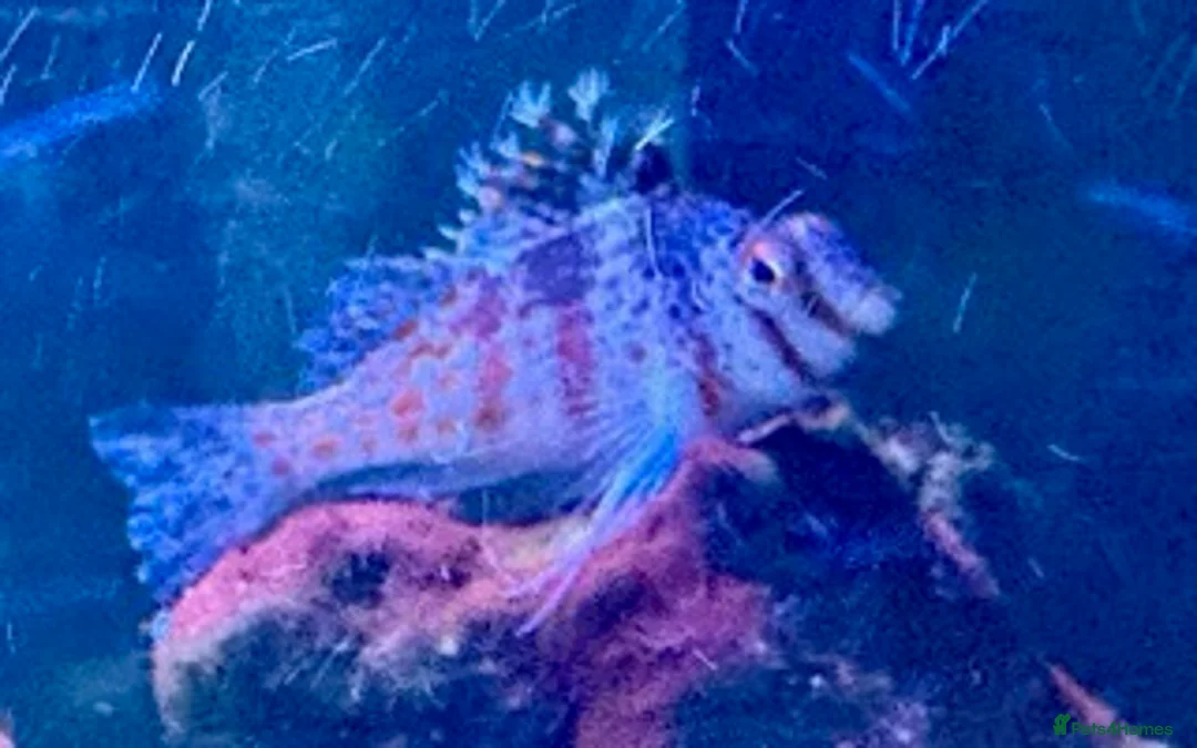 Angelfish fish for sale: 5 marine fish  - Advert 3