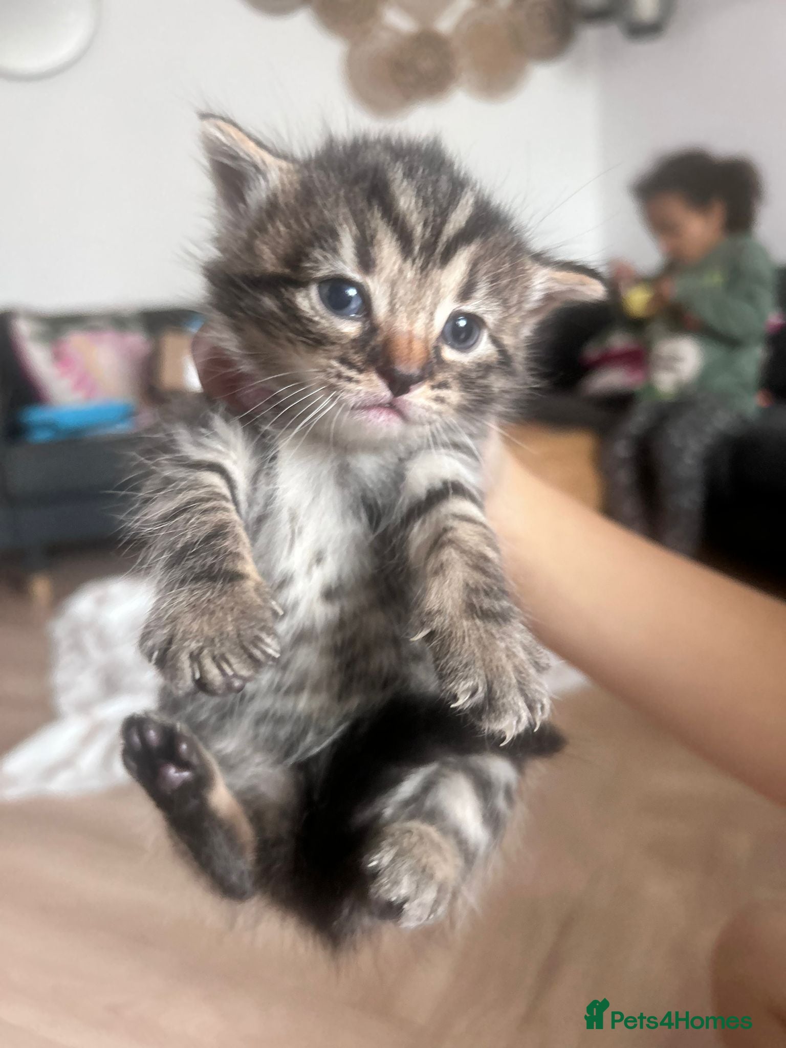 Bengal cats 1/3 bangle mix breed  - Advert 1