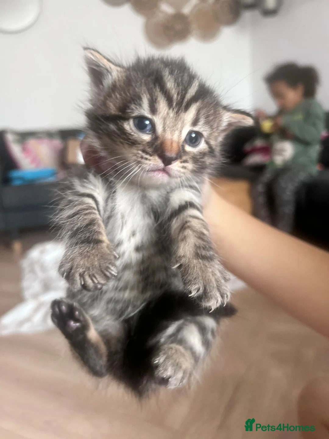 Bengal cats for sale: 1/3 bangle mix breed  - Advert 1