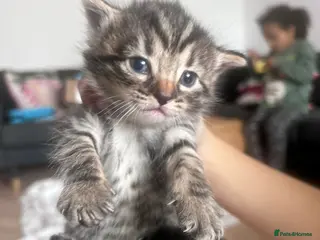 Bengal cats 1/3 bangle mix breed - Advert 1