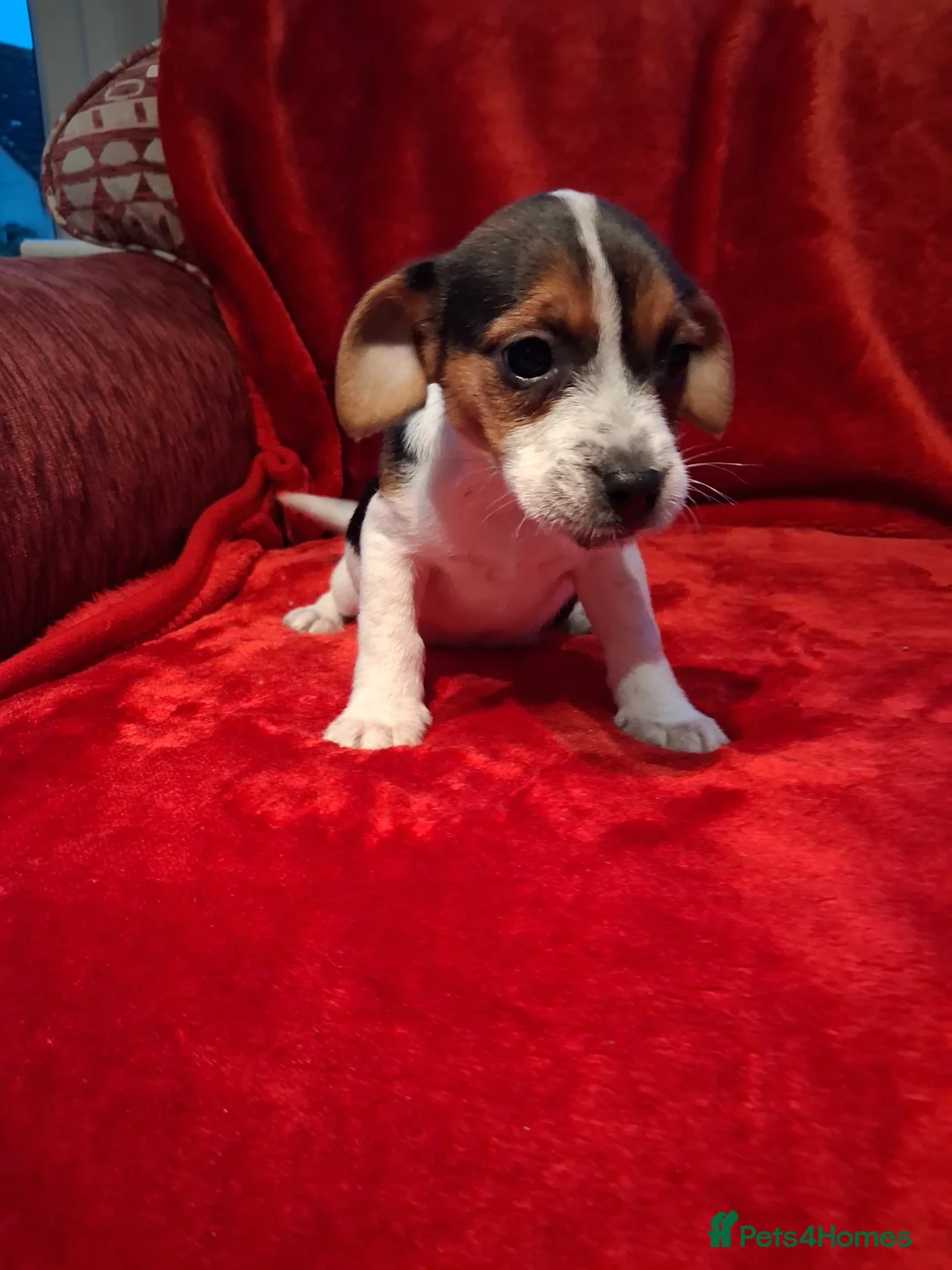 Jack Russell dogs for sale: Jack russel puppies  - Advert 14