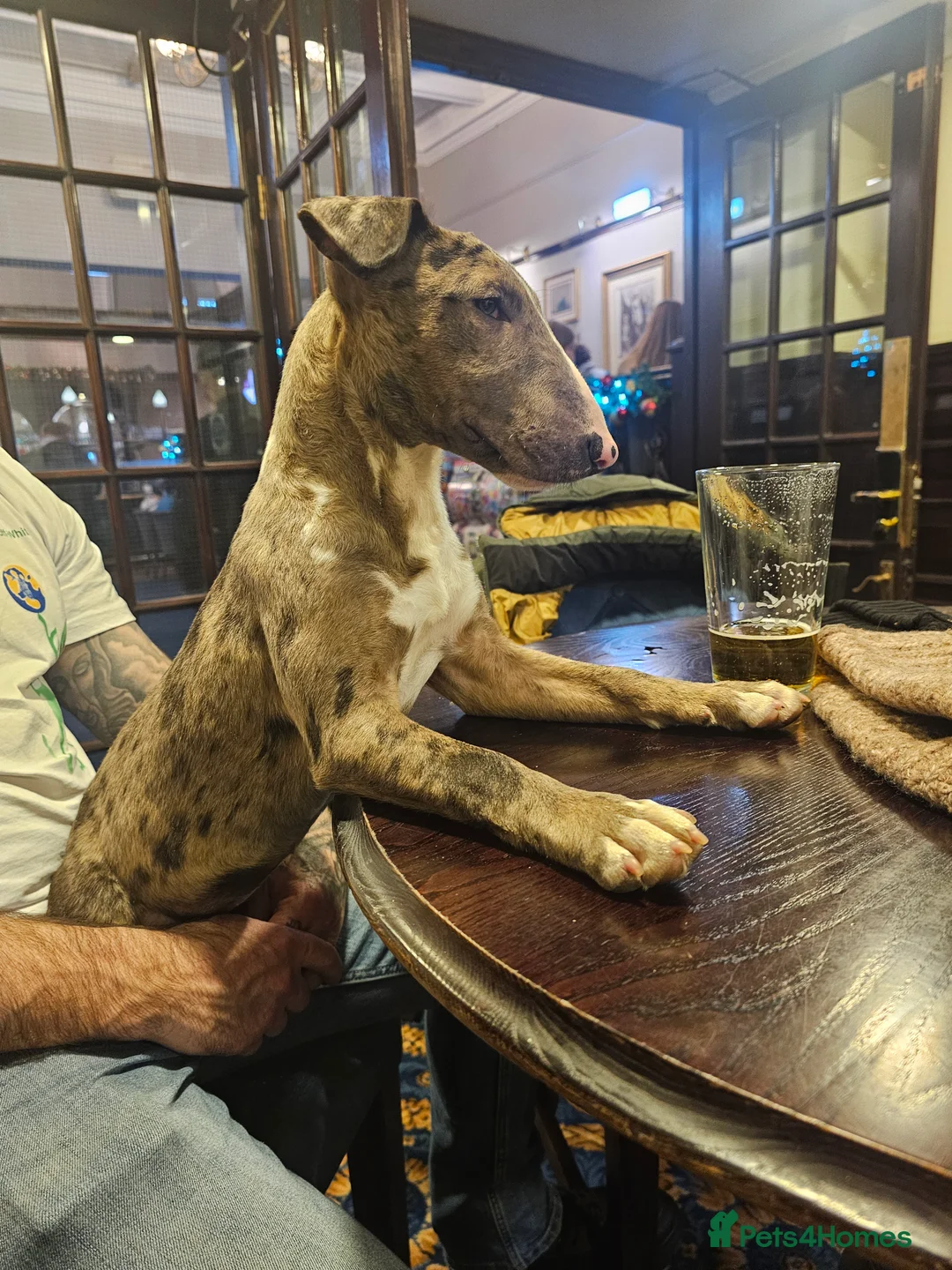 Miniature Bull terrier dogs for sale: Merle miniature english bull terrier  - Advert 6