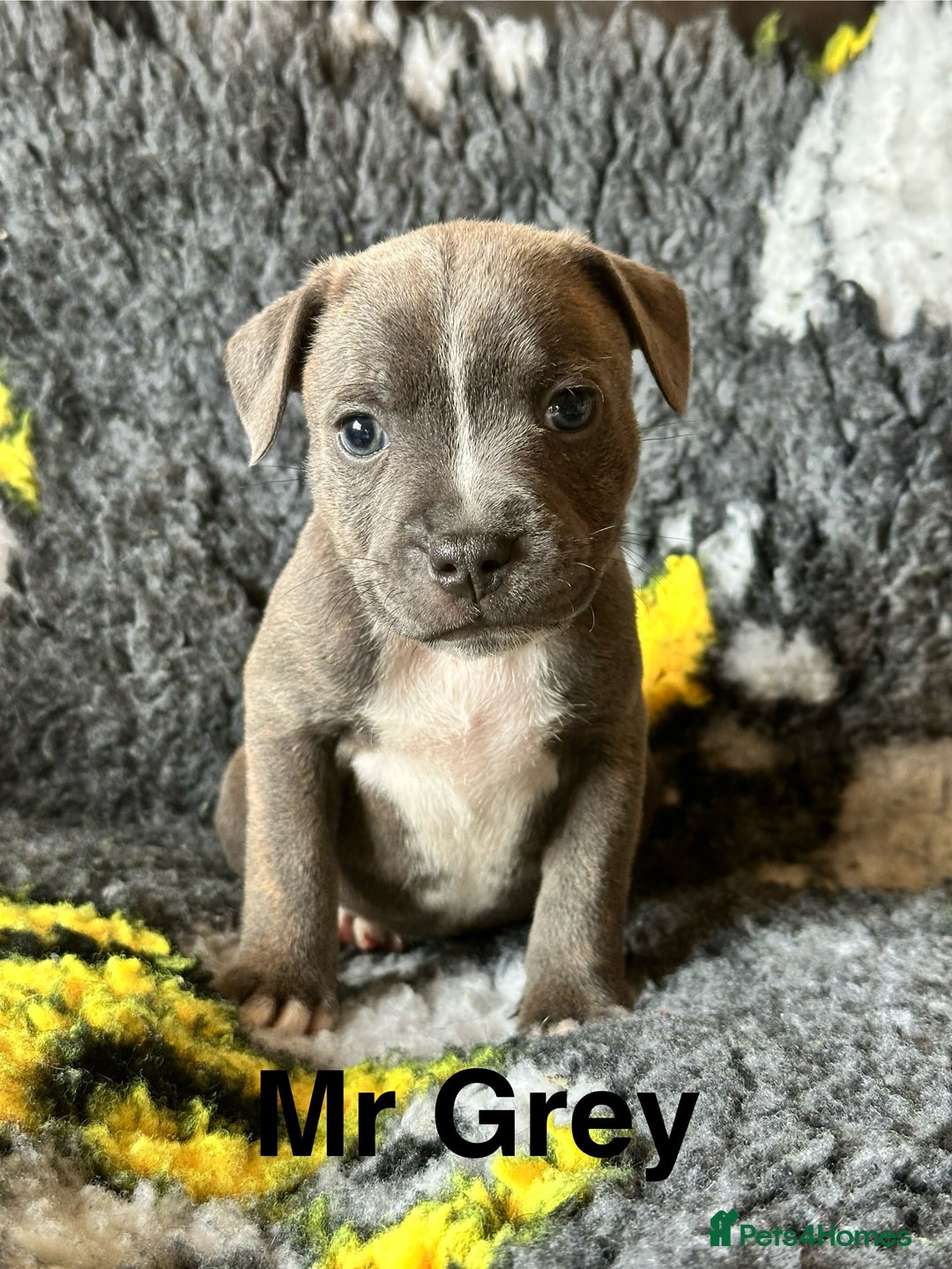 Staffordshire Bull Terrier dogs for sale: Adorable KC Reg/Health Tested SBT Puppies - Image 15