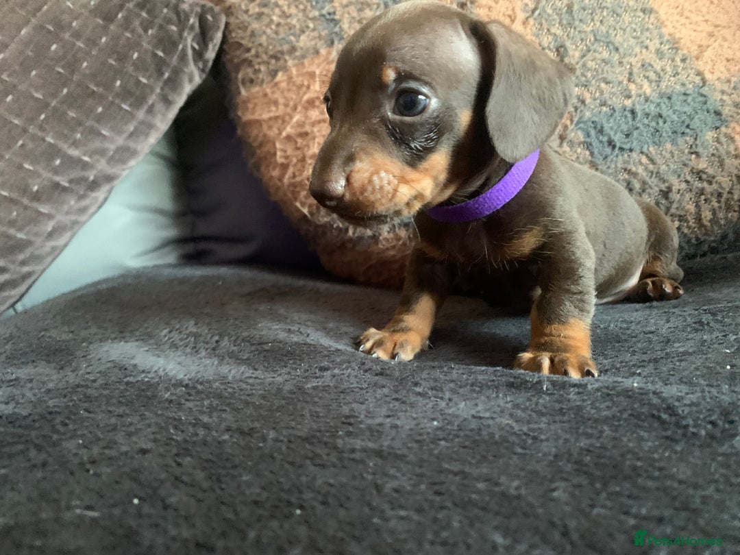 Dachshund dogs for sale: Dachshund puppies for sale  - Image 2