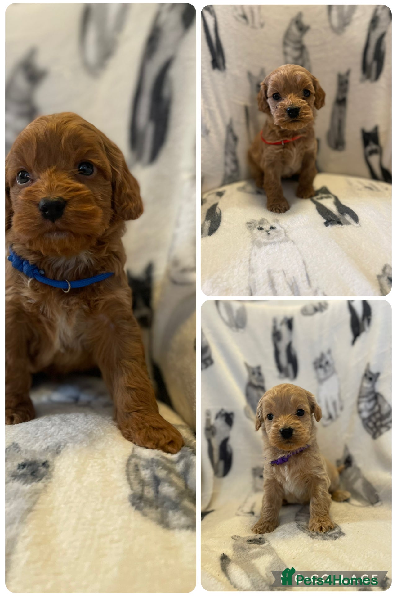 Cockapoo dogs Licenced breeder Beautiful F1 cockapoos  - Advert 1