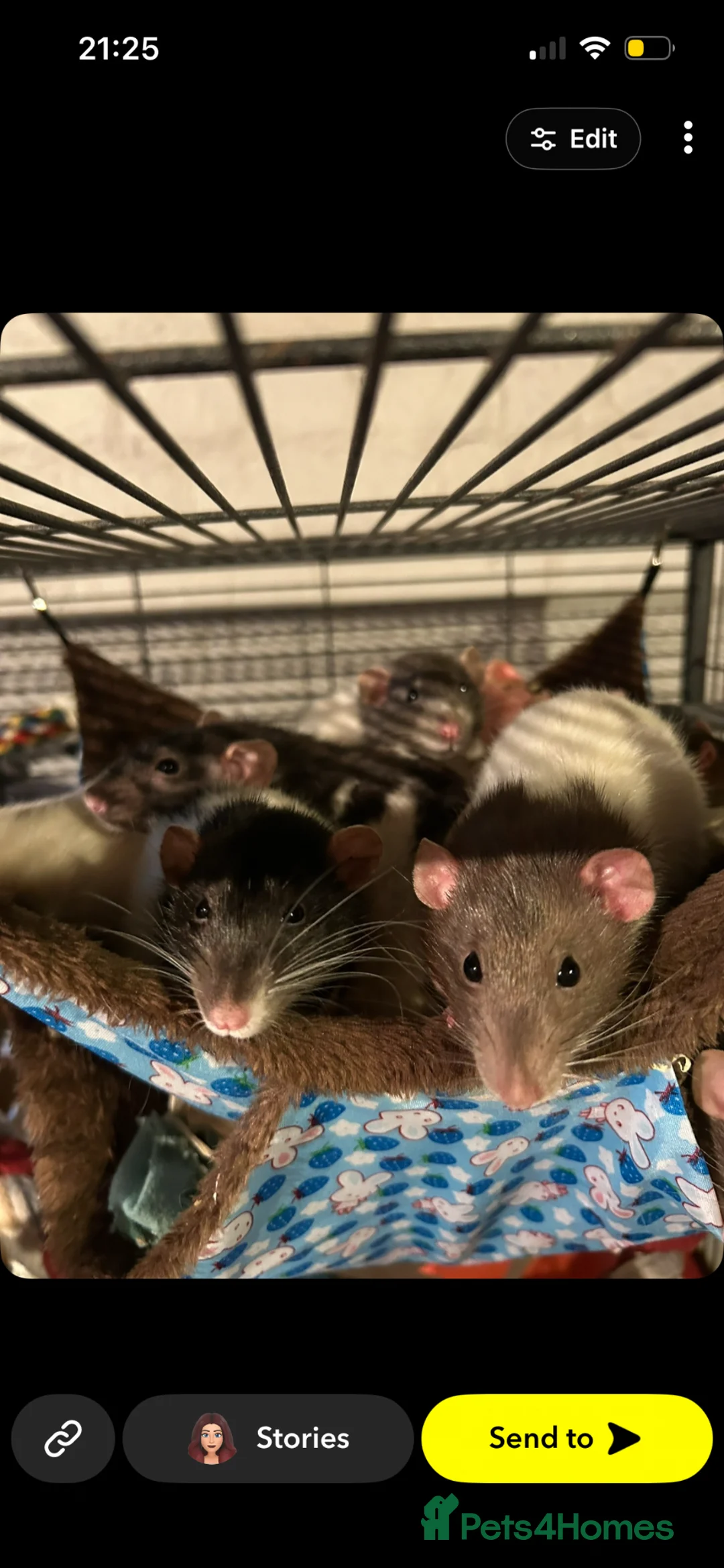 Rat rodents for sale: 6 lovely girls in need of home  - Advert 2