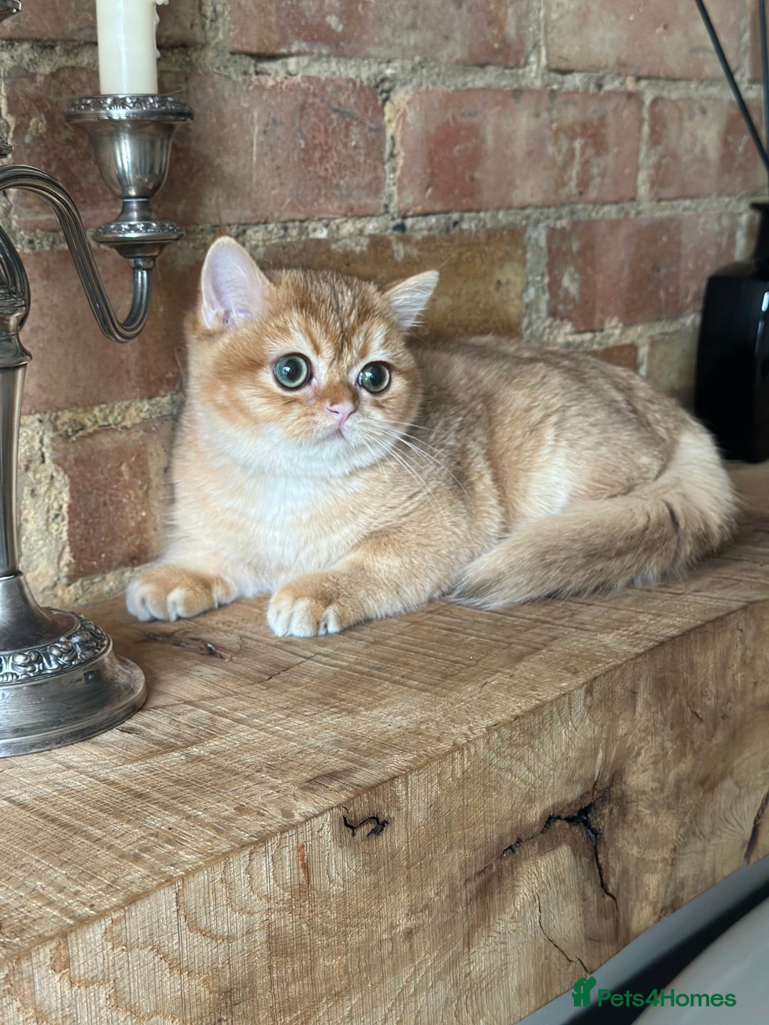 British Shorthair cats for sale: BSH golden kittens - Image 10