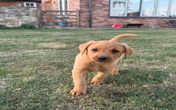 Labrador Retriever dogs for sale: 🧡 Fabulous Red & Yellow KC reg Puppies  - Image 8