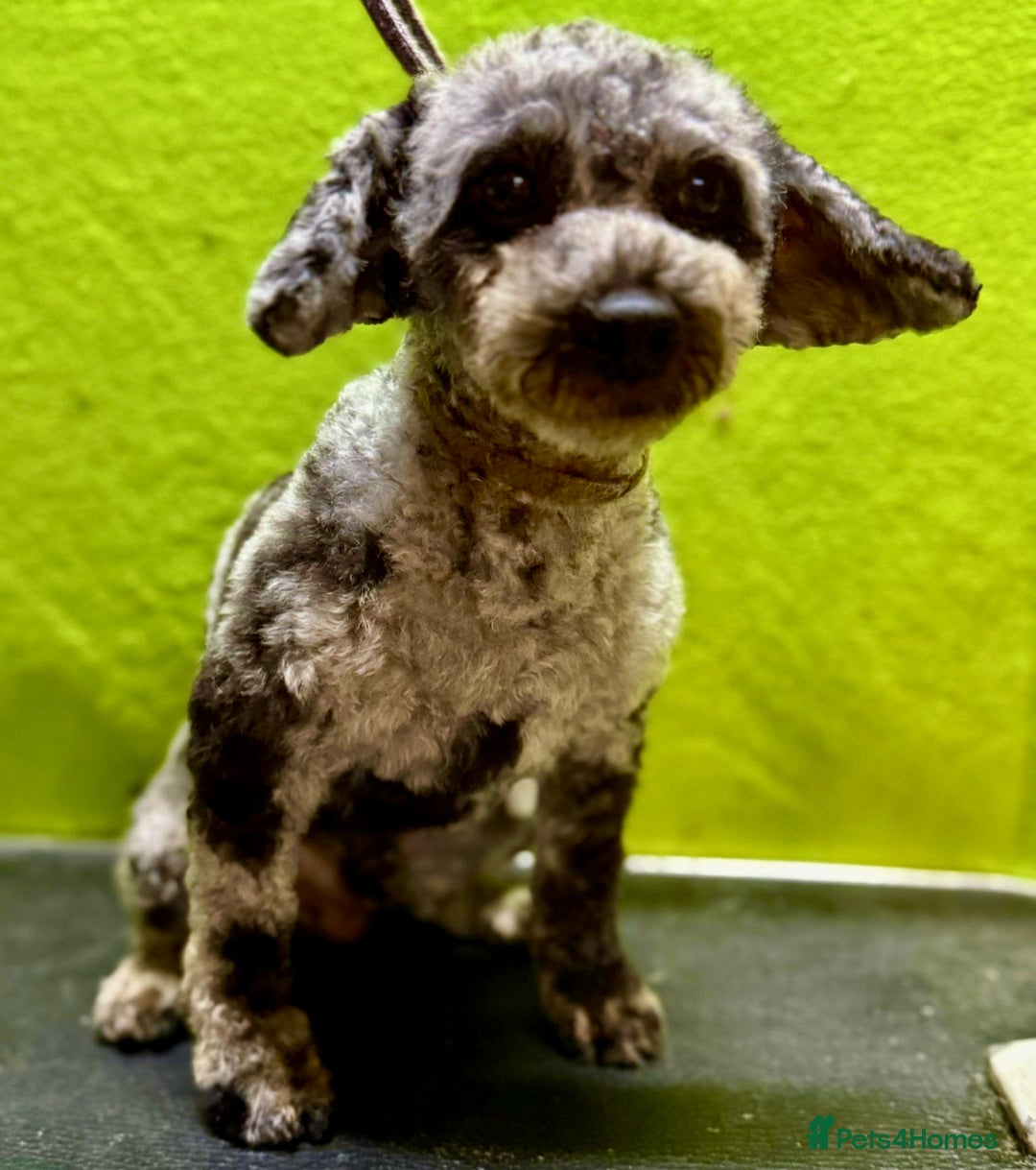 Poodle dogs for adoption: Dusty's Story: Spirit Unbroken - Image 4