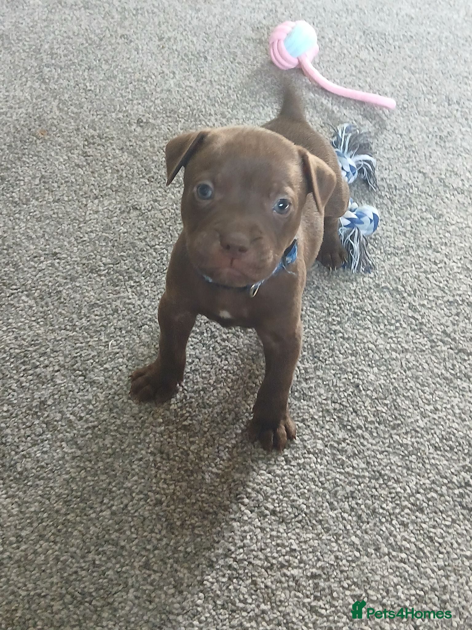 Staffordshire Bull Terrier dogs Staffy puppies **3 boys available *** - Advert 2