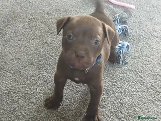 Staffordshire Bull Terrier dogs Staffy puppies **3 boys available *** - Advert 1