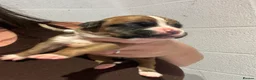 Boxer dogs for sale: 9 Beautiful Boxer puppies in Lewes - Advert 12