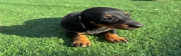 Dachshund dogs for sale: Miniature dachshund pups  - Advert 7