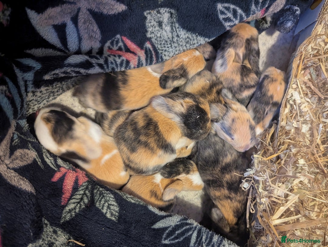 Mini Lop rabbits for sale: Pure bred mini lop babies (indoor only homes) - Advert 1