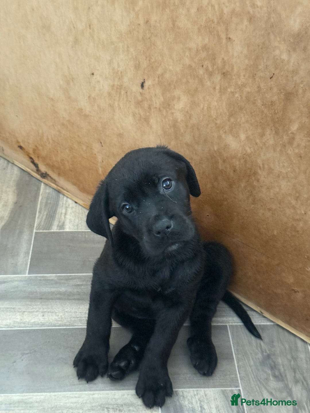 Mixed Breed dogs for sale: Happy and attractive Rotti-Corso puppies  - Image 5