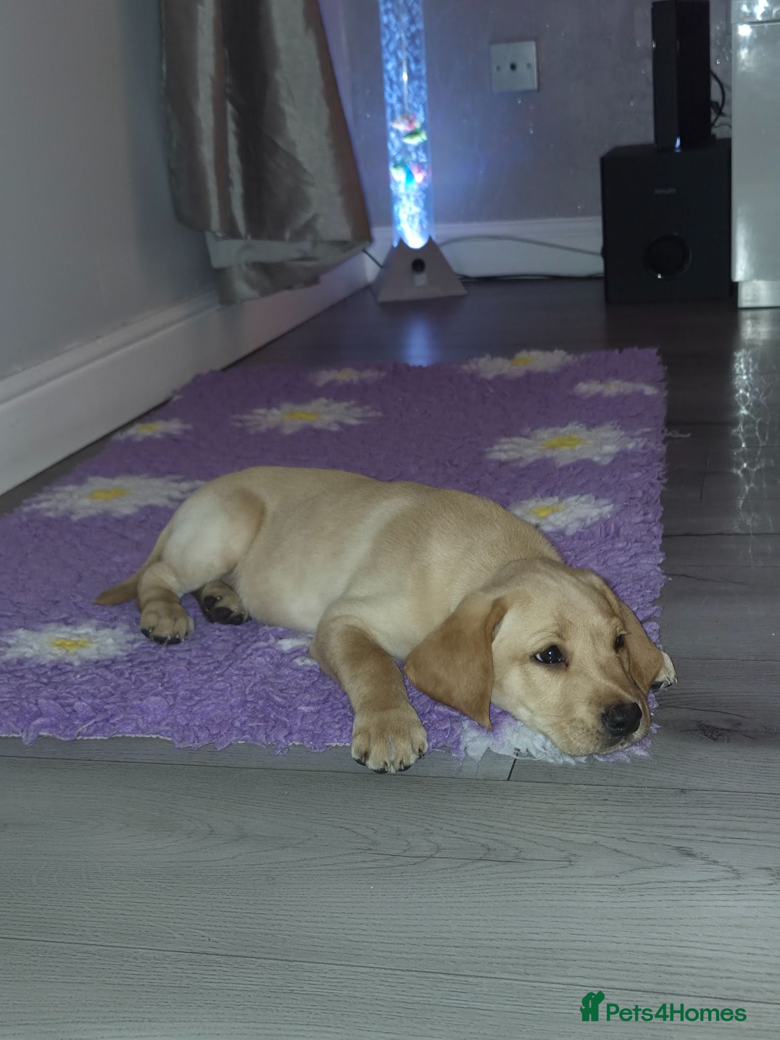 Labrador Retriever dogs 2 beautiful kc labrador boys  - Advert 9