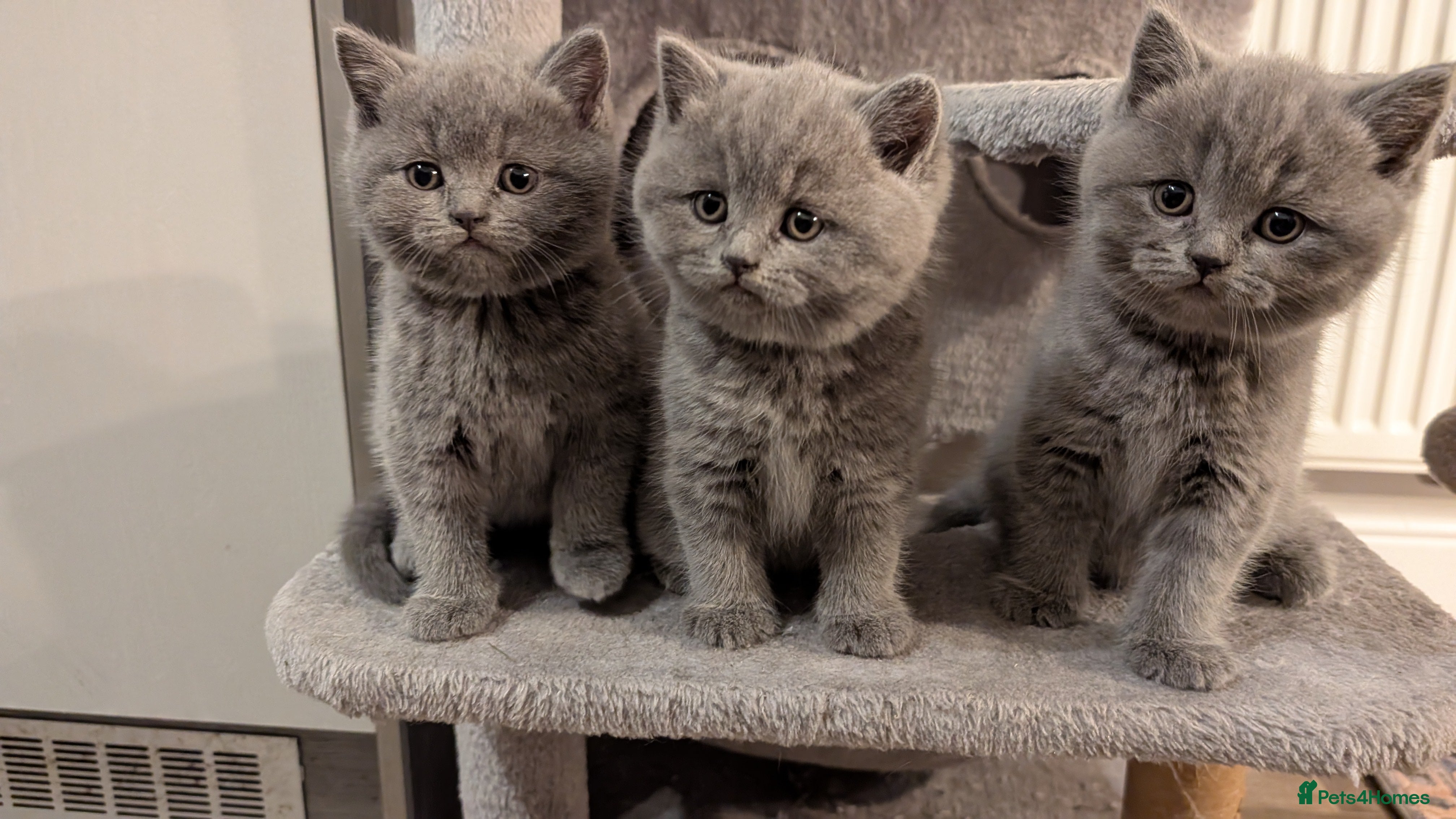 British Shorthair cats British Shorthair Kittens – Fluffy & Adorable! - Advert 1