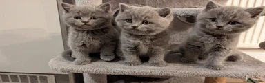 British Shorthair 1