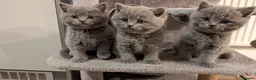 British Shorthair cats for sale: British Shorthair Kittens – Fluffy & Adorable! - Advert 1