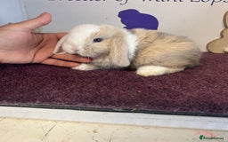 Mini Lop rabbits for sale: Beautiful litter of mixed mini lops  - Image 16