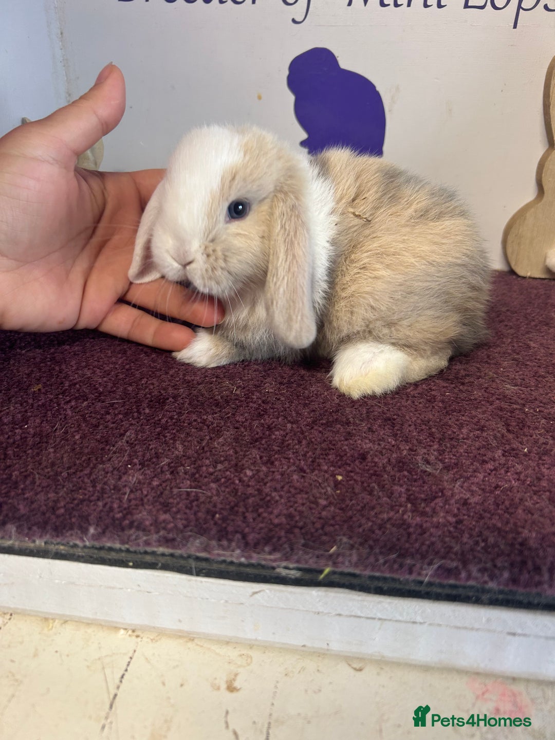 Mini Lop rabbits for sale: Beautiful litter of mixed mini lops  - Image 16