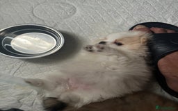 Pomeranian dogs for sale: KC Reg Pomeranian Girls - Image 24