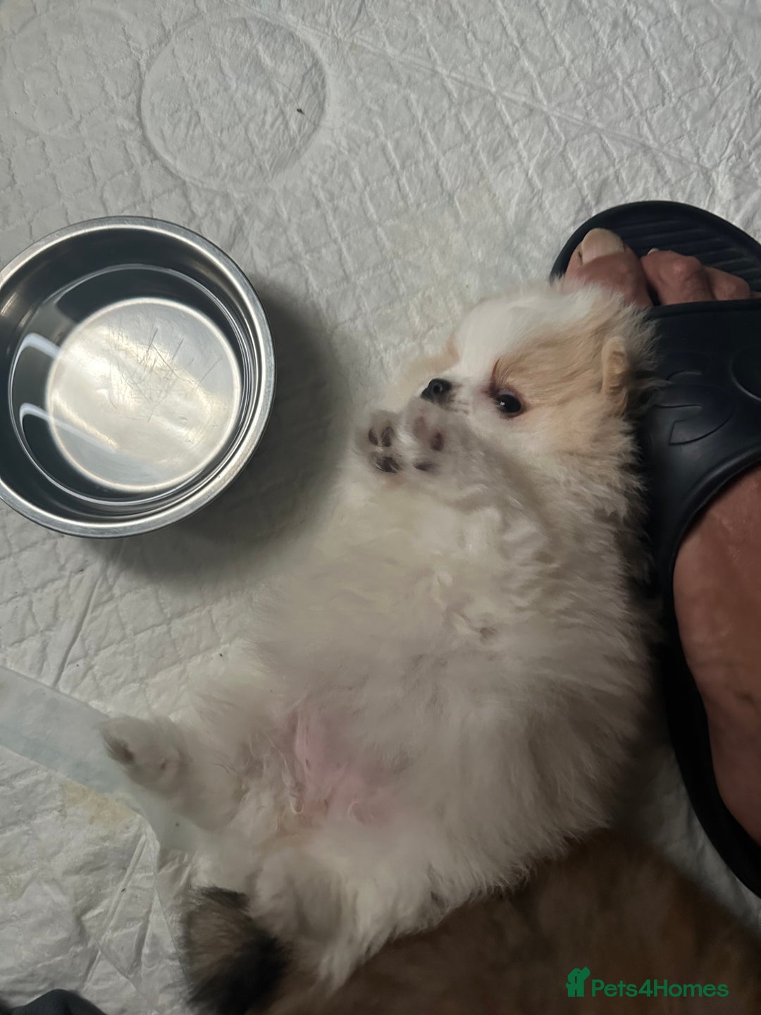 Pomeranian dogs for sale: KC Reg Pomeranian Girls - Image 24